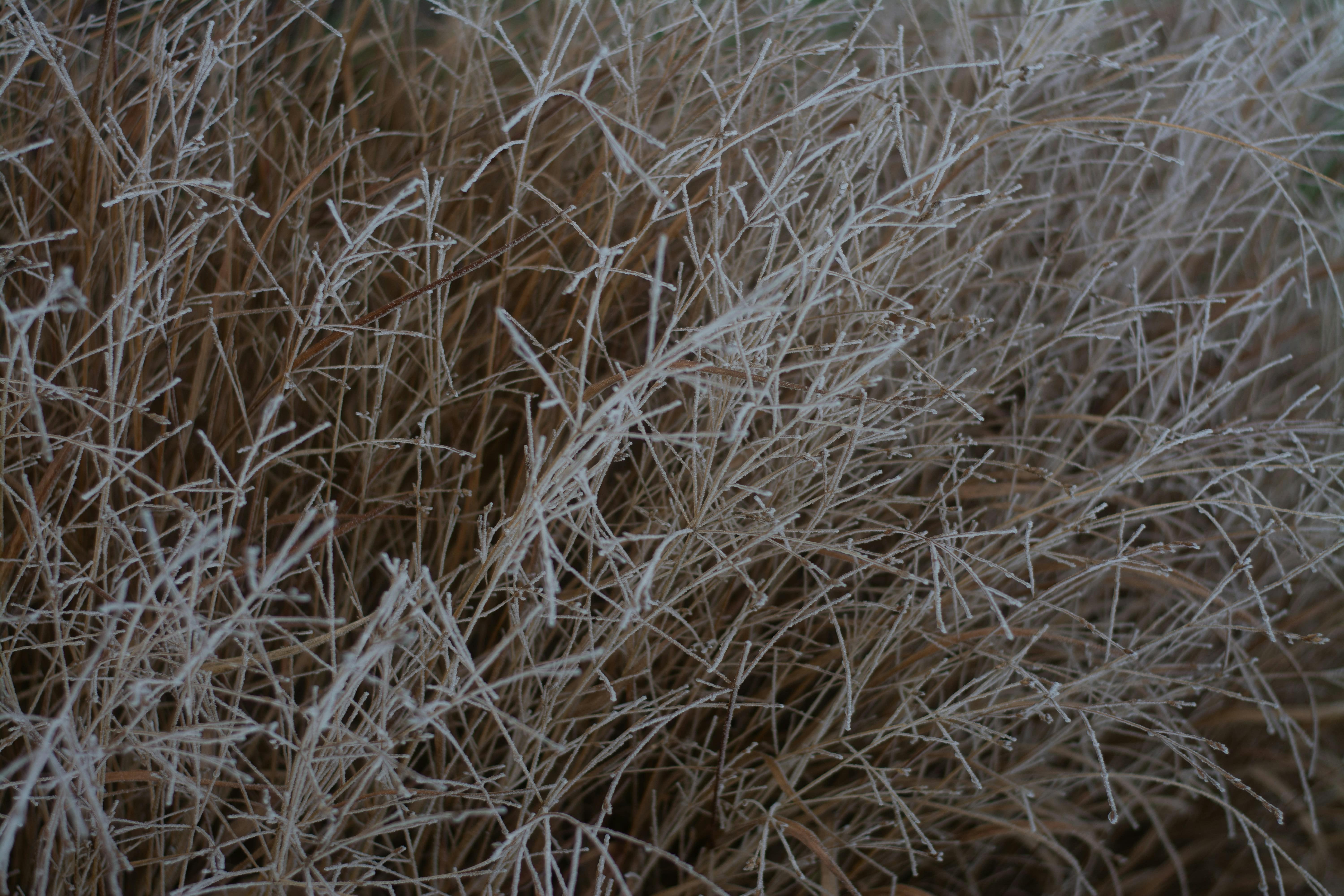 close-up of asbestos fibres