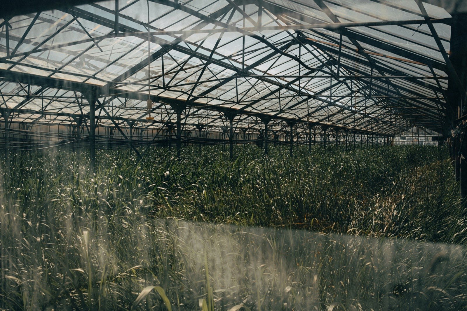 large greenhouse with rows of plants