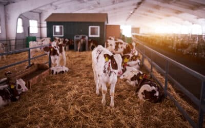 Barn Roofing Solutions for Overheating